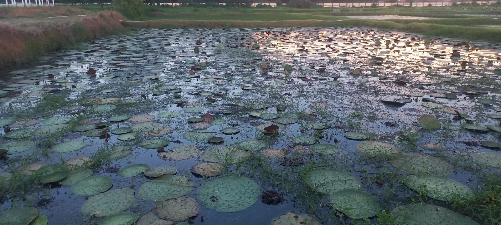Makhana plants growing in a pond